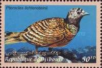 Lichtenstein's Sandgrouse (Pterocles lichtensteinii)