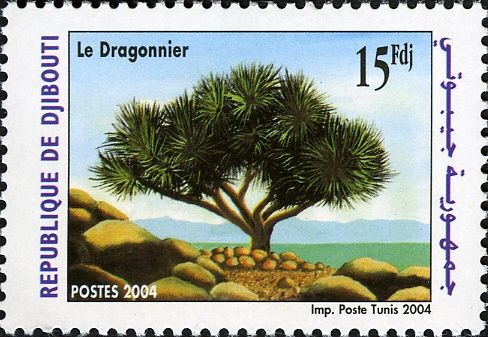 Dragon Tree (Dracaena ombet)