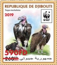 Lappet Faced Vulture (Torgos tracheliotos) Red Overprint