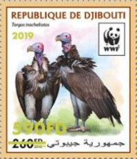 Lappet Faced Vulture (Torgos tracheliotos) Green Overprint