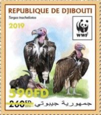 Lappet Faced Vulture (Torgos tracheliotos) Green Overprint