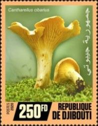 Cantharellus cibarius