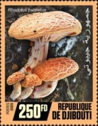 Rhodotus palmatus