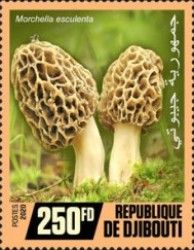 Morchella esculenta