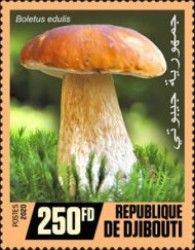 Boletus edulis