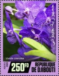 Vanda coerulea