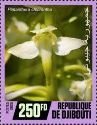 Platanthera chlorantha