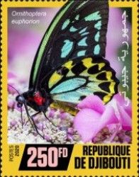 Omithoptera euphorion
