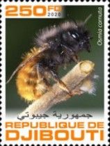 Osmia cornuta