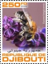 Eucera Longicornis