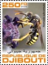 Nomada subcornuta