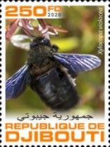 Xylocopa violocea
