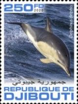 Common Dolphin (Delphinus delphis)