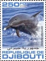 Pantropical Spotted Dolphin (Stenella attenuata)