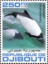 Commerson's Dolphin (Cephalorhynchus commersonii)