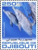 Atlantic Spotted Dolphin (Stenella frontalis)