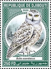 Snowy Owl (Bubo scandiacus)