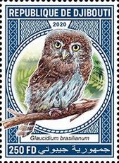 Ferruginous Pygmy-Owl (Glaucidium brasilianum)