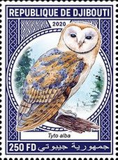 Barn Owl (Tyto alba)