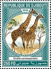 Northern giraffe (Giraffa camelopardalis)