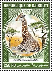 Northern giraffe (Giraffa camelopardalis)