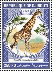 Northern giraffe (Giraffa camelopardalis)