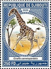 Northern giraffe (Giraffa camelopardalis)