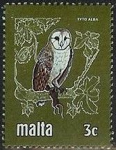 Barn Owl (Tyto alba)