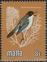 Sardinian Warbler (Sylvia melanocephala)
