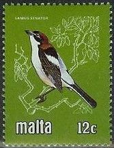 Woodchat Shrike (Lanius senator)