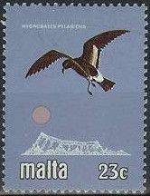 European Storm Petrel (Hydrobates pelagicus)