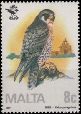 Peregrine Falcon (Falco peregrinus)