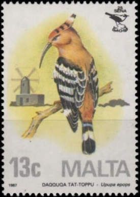 Eurasian Hoopoe (Upupa epops)