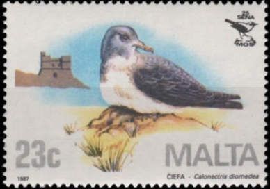Cory's Shearwater (Calonectris diomedea)