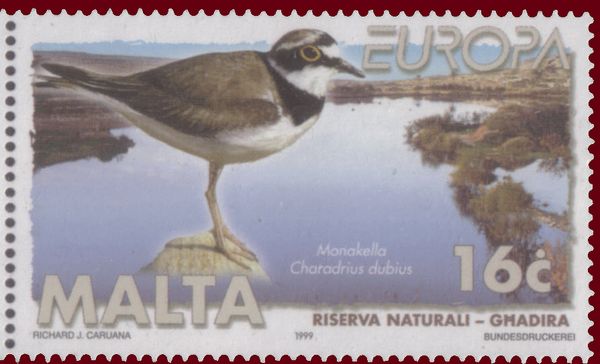 Little Ringed Plover (Charadrius dubius), Għadira Reserve