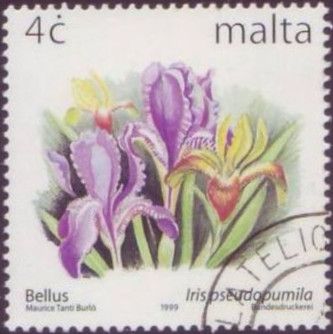 Southern Dwaft Iris (Iris pseudopumila)