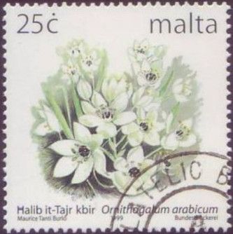 Large Star of Bethlehem (Ornithogalum arabicum)