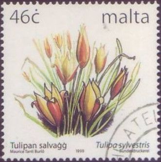 Wild Tulip (Tulipa sylvestris)