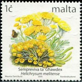 Maltese Everlasting (Helichrysum melitense)