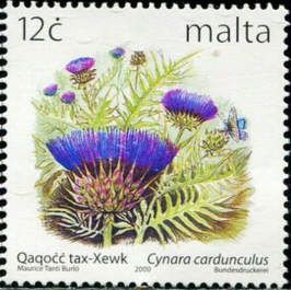Wild Artichoke (Cynara cardunculus)