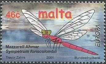 Red-veined Darter (Sympetrum fonscolombii)