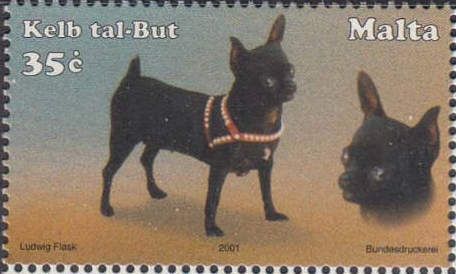 Miniature Pinscher (Canis lupus familiaris)