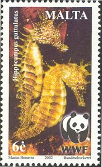 Long-snouted Seahorse (Hippocampus guttulatus)