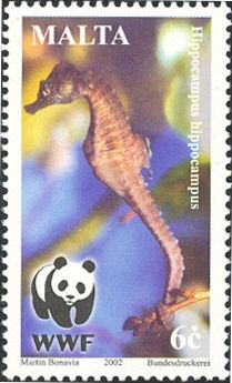 Long-snouted Seahorse (Hippocampus guttulatus)