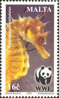 Long-snouted Seahorse (Hippocampus guttulatus)