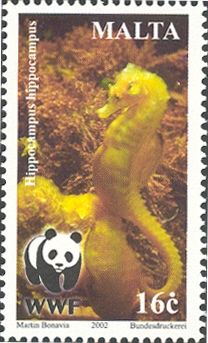 Long-snouted Seahorse (Hippocampus guttulatus)