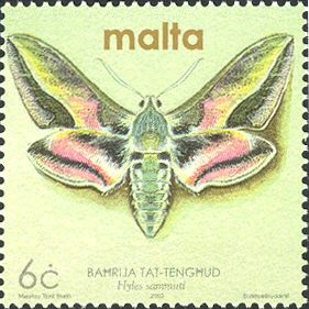 Maltese Spurge Hawkmoth (Hyles sammuti)