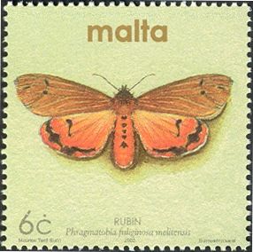 Maltese Ruby Tiger Moth (Phragmatobia fuliginosa melitensis)