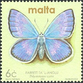 Common Blue (Polyommatus icarus)
