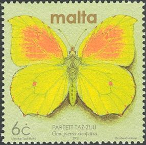 Cleopatra Butterfly (Gonepteryx cleopatra)